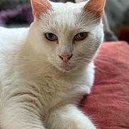 Jeep participe au concours pour gagner de l'argent avec cette photo : abyssinian, angora, animal, cat, kitten, manx, pet, siamese, white