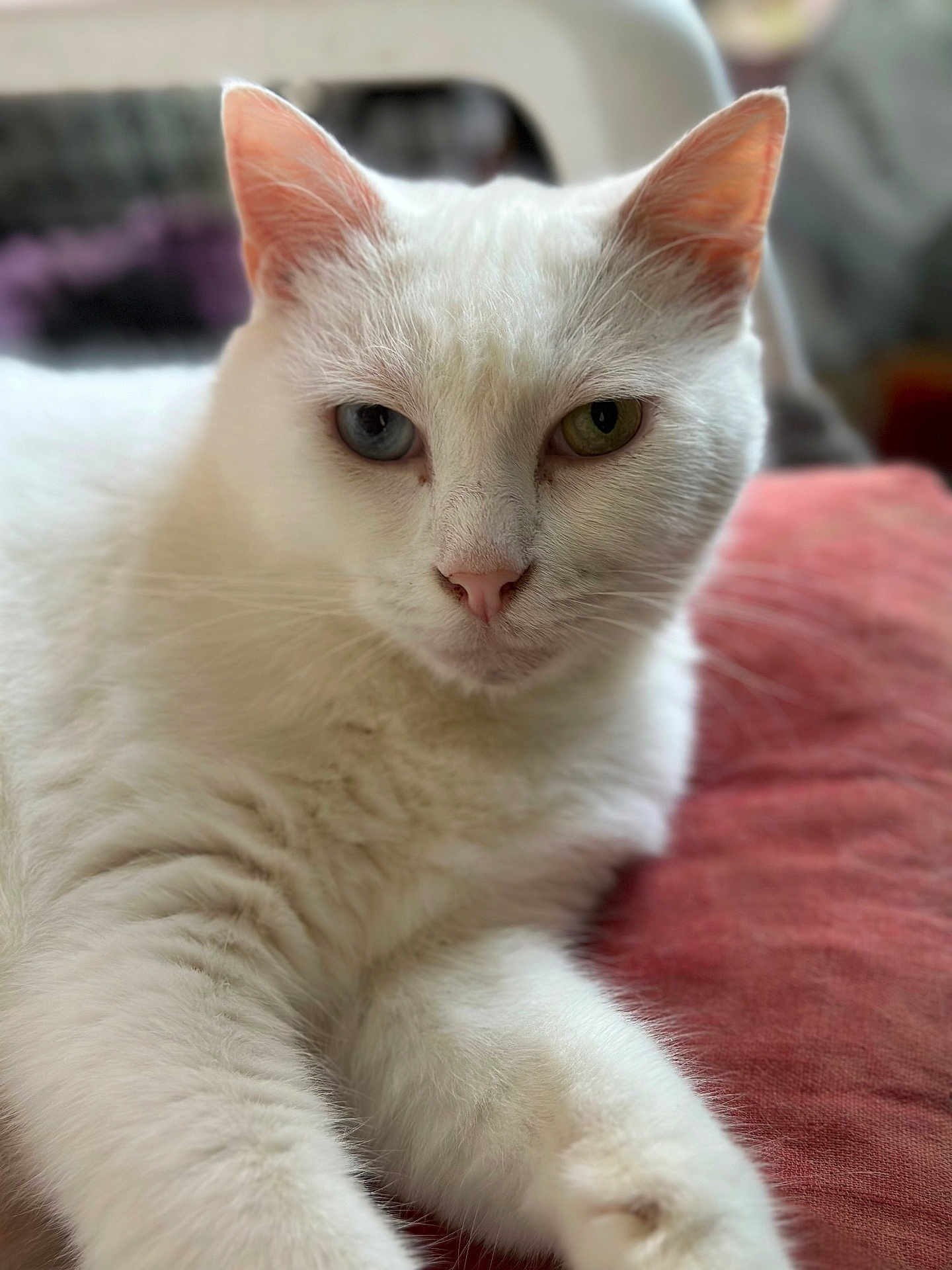 Jeep participe au concours pour gagner de l'argent avec cette photo : abyssinian, angora, animal, cat, kitten, manx, pet, siamese, white