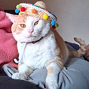 Koby joined the competition — help win amazing prizes! cat, orange_cat, white_cat, sombrero, hat, pet, indoor, feline, cute, animal, lap, resting, person, cozy, fur, whiskers, paws, tail, relaxed, domestic_animal