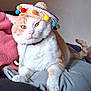 cat, orange_cat, white_cat, sombrero, hat, pet, indoor, feline, cute, animal, lap, resting, person, cozy, fur, whiskers, paws, tail, relaxed, domestic_animal