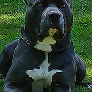 Bleau is registered to the contest to win money with this photo: animal, ball, boxer, bulldog, canine, dog, football, frenchbulldog, grass, lawn, leaf, pet, pitbull, plant, puppy, snout, soccer, soccerball, sport, whitedog