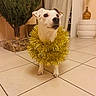 Oiza participe au concours pour gagner de l'argent avec cette photo : dog, small_dog, white_dog, holiday, christmas, tinsel, golden_tinsel, festive, pet, animal, portrait, indoors, tile_floor, christmas_tree, decorations, vase, curtains, standing, funny_costume, face