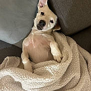 Oiza participe au concours pour gagner de l'argent avec cette photo : puppy, dog, pet, animal, couch, blanket, throw, indoor, portrait, lying_down, relaxed, cute, adorable, cream_colored, short_hair, floppy_ear, upright_ear, black_nose, brown_eyes, cozy