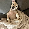 puppy, dog, pet, animal, couch, blanket, throw, indoor, portrait, lying_down, relaxed, cute, adorable, cream_colored, short_hair, floppy_ear, upright_ear, black_nose, brown_eyes, cozy