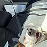 Oiza participe au concours pour gagner de l'argent avec cette photo : dog, pet, white_dog, brown_patches, open_mouth, sleepy, happy, upside_down, car, car_interior, passenger_seat, seatbelt, vehicle, sunlight, window, leather_seat, road_trip, travel, canine, funny_expression