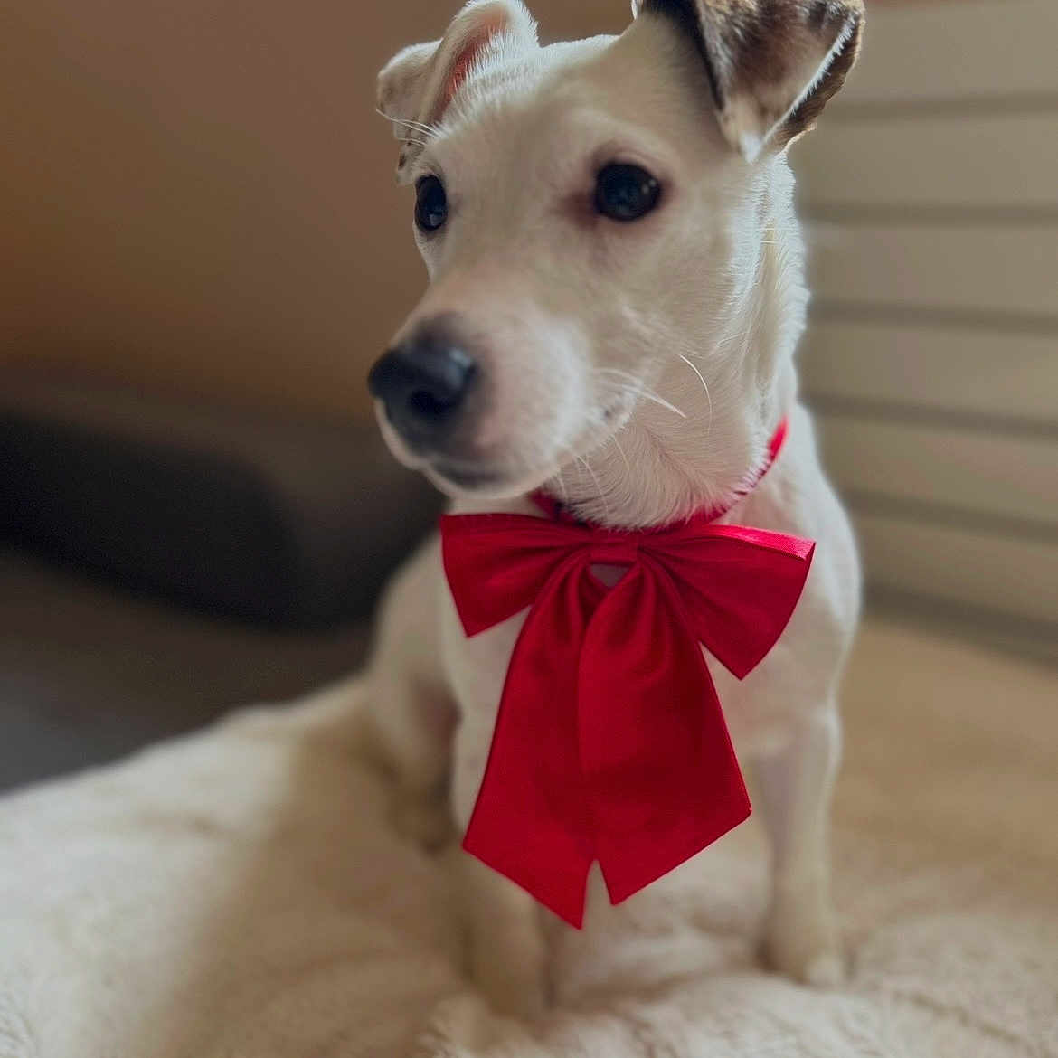 Oiza a rejoint le concours — aidez-le/la à gagner de superbes lots ! dog, pet, portrait, white_fur, red_bow, collar, sitting, indoors, blanket, fluffy, cute, adorable, animal, canine, short_fur, brown_ears, dark_eyes, nose, cozy, holiday_style