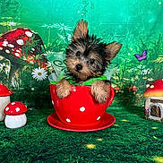 Marianna joined the competition — help win amazing prizes! animal, background, butterfly, cute, decorations, dog, fairy_wings, fantasy, flower, forest, grass, green, mushrooms, polka_dot, portrait, puppy, red, small, teacup, whimsical
