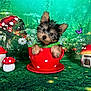 animal, background, butterfly, cute, decorations, dog, fairy_wings, fantasy, flower, forest, grass, green, mushrooms, polka_dot, portrait, puppy, red, small, teacup, whimsical