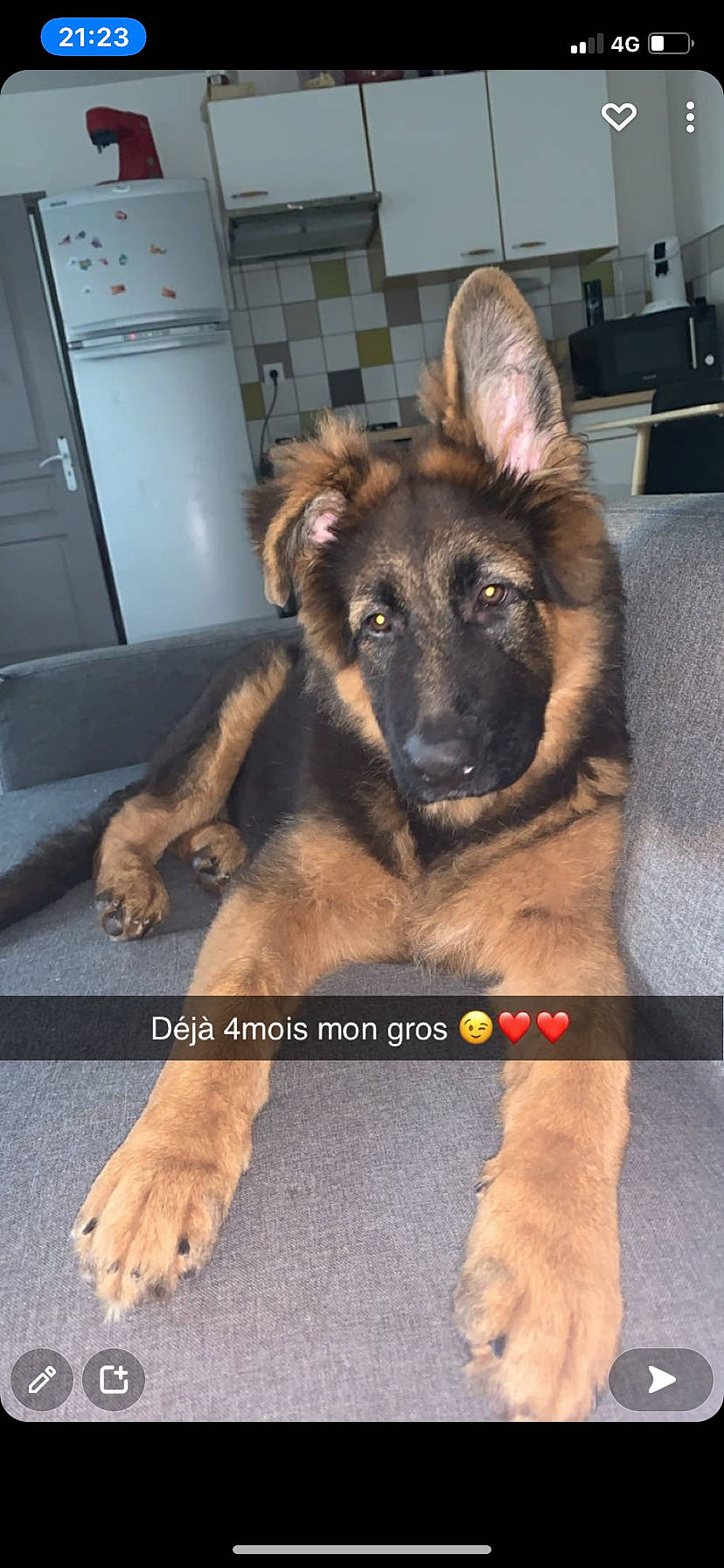Roxe participe au concours pour gagner de l'argent avec cette photo : canidae, carnivore, companion_dog, dog, dog_breed, door, east_european_shepherd, event, fawn, fur, german_shepherd_dog, guard_dog, herding_dog, king_shepherd, old_german_shepherd_dog, paw, snout, sporting_group, working_animal, working_dog