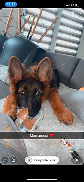 Roxe participe au concours pour gagner de l'argent avec cette photo : canidae, carnivore, comfort, companion_dog, dog, dog_breed, ear, east_european_shepherd, fawn, fur, german_shepherd_dog, happy, jaw, king_shepherd, old_german_shepherd_dog, snout, sporting_group, terrestrial_animal, window_blind, working_animal
