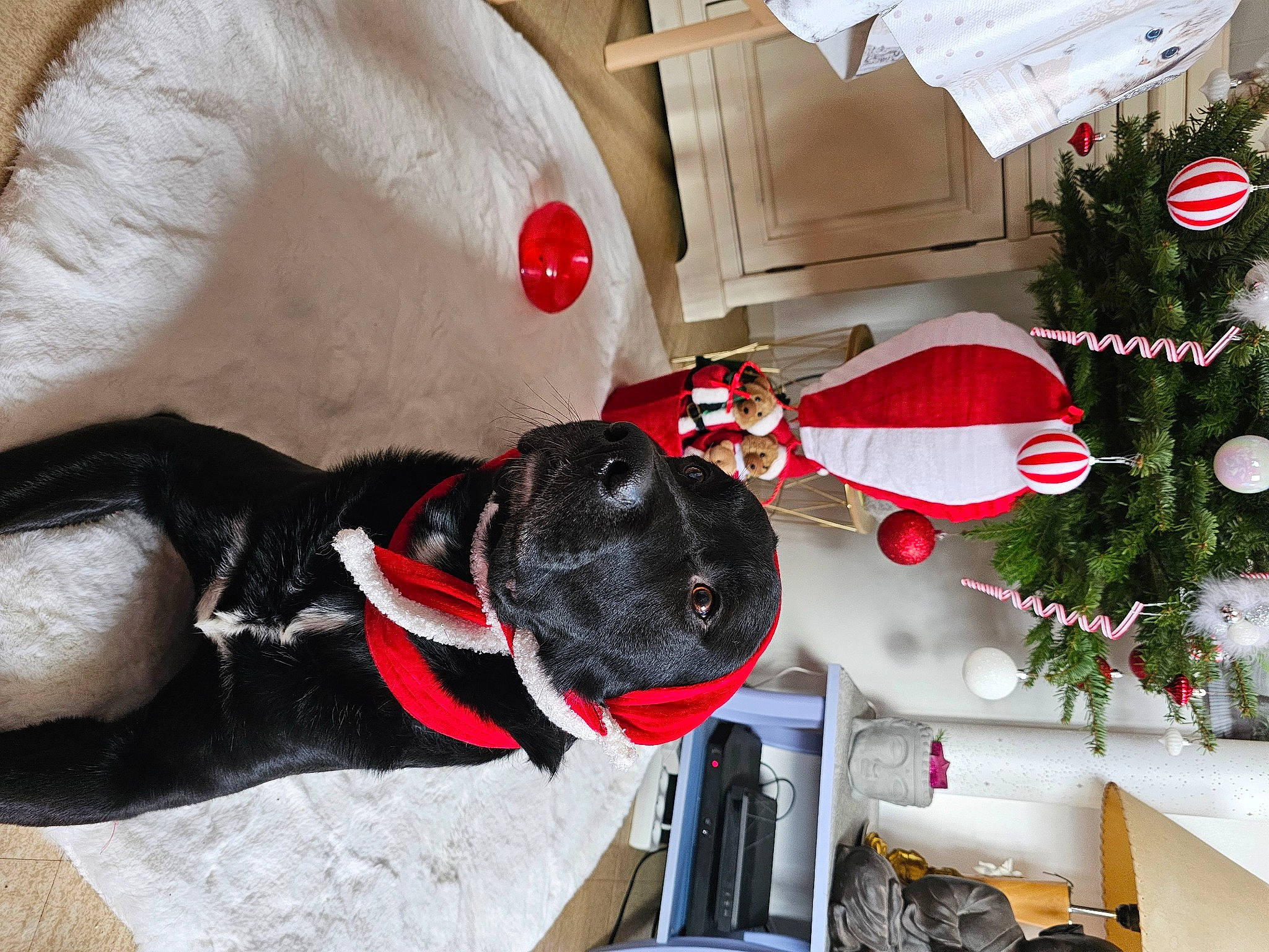 Rio participe au concours pour gagner de l'argent avec cette photo : carmine, carnivore, christmas, christmas_ornament, collar, companion_dog, dog, dog_breed, dog_clothes, dog_collar, dog_supply, event, fawn, holiday, pet_supply, plant, toy, tree, window, working_animal