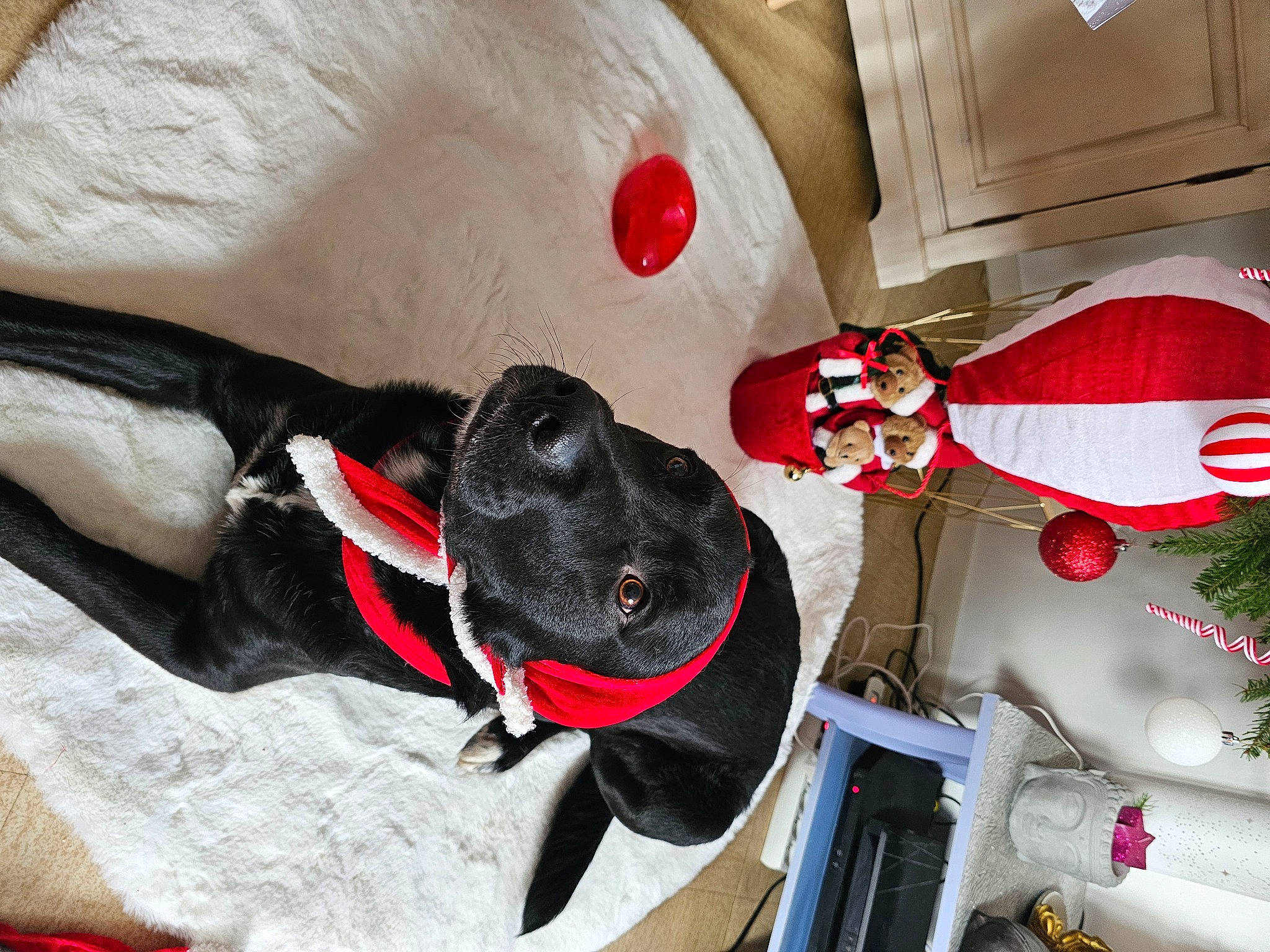 Rio a rejoint le concours — aidez-le/la à gagner de superbes lots ! carmine, carnivore, christmas_ornament, collar, companion_dog, dog, dog_breed, dog_collar, dog_supply, event, fashion_accessory, fawn, fur, leash, pet_supply, snout, sporting_group, stuffed_toy, toy, working_animal