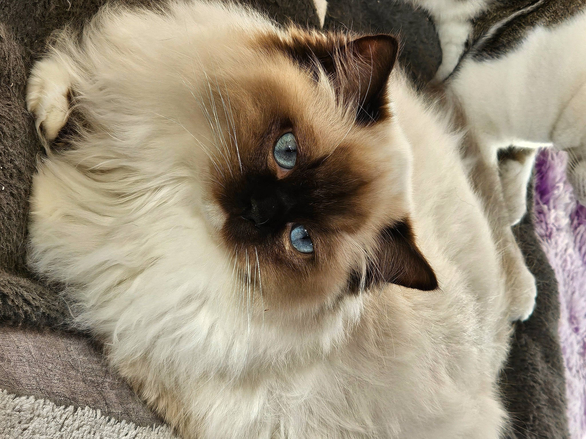 Diamant a rejoint le concours — aidez-le/la à gagner de superbes lots ! balinese, birman, carnivore, cat, fawn, felidae, fur, iris, paw, ragdoll, siamese, small_to_medium_sized_cats, snout, tail, terrestrial_animal, thai, tonkinese, whiskers