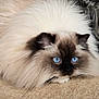 animal, blue_eyes, calm, cat, closeup, cute, domestic, feline, floor, fluffy, fur, himalayan, indoor, laying, mammal, pet, portrait, relaxed, soft, whiskers