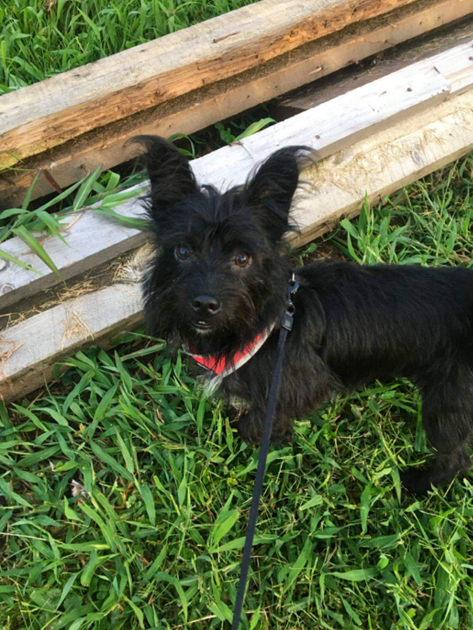 Little Bear is registered to the contest to win money with this photo: canidae, carnivore, collar, companion_dog, dog, dog_breed, dog_collar, fence, fur, grass, guard_dog, non_sporting_group, plant, sporting_group, tail, whiskers, wood, working_animal, working_dog