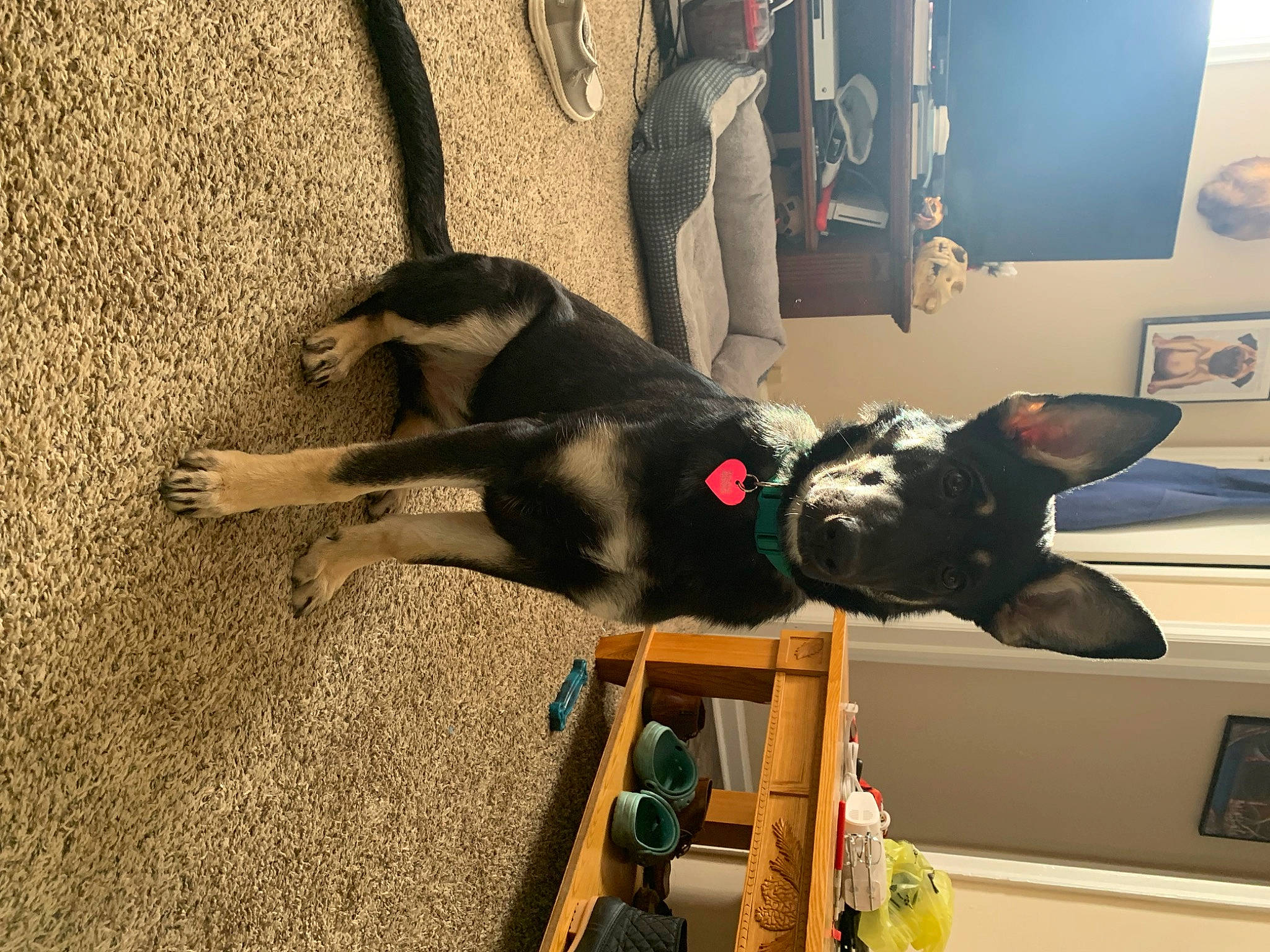 Ellanor Ray is registered to the contest to win money with this photo: canidae, carnivore, collar, comfort, companion_dog, couch, dog, dog_breed, fawn, flooring, fur, guard_dog, picture_frame, plant, room, snout, sporting_group, tail, window, working_animal