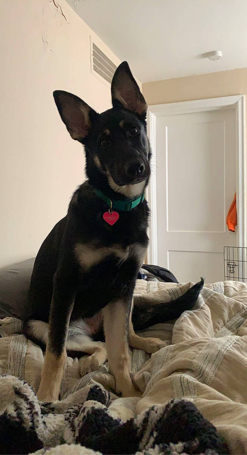 Ellanor Ray joined the competition — help win amazing prizes! canidae, carnivore, collar, comfort, companion_dog, dog, dog_breed, dog_collar, dog_supply, ear, fawn, guard_dog, non_sporting_group, snout, sporting_group, tail, toy_dog, whiskers, working_animal, working_dog