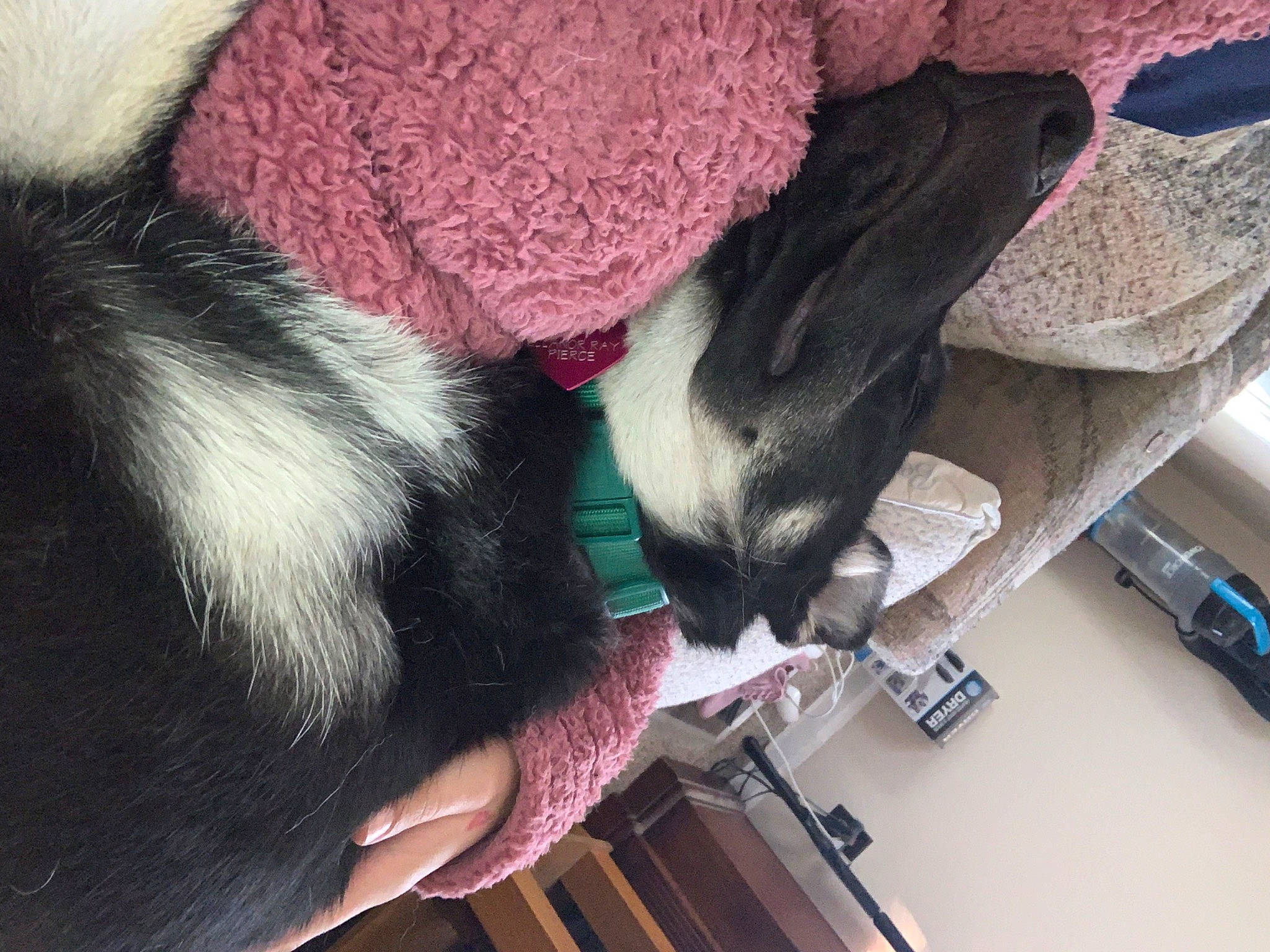 Ellanor Ray is registered to the contest to win money with this photo: carmine, carnivore, cat, claw, comfort, companion_dog, dog_breed, domestic_short_haired_cat, felidae, foot, fur, human_leg, magenta, nap, natural_material, paw, small_to_medium_sized_cats, snout, tail, whiskers