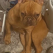 Gotti is registered to the contest to win money with this photo: dog, french_bulldog, puppy, brown_dog, carpet, indoor, pet, sitting, looking_up, small_fan, colorful_container, shoe, floor, cute, animal, domestic_animal, ears_up, short_hair, wrinkled_face, companion