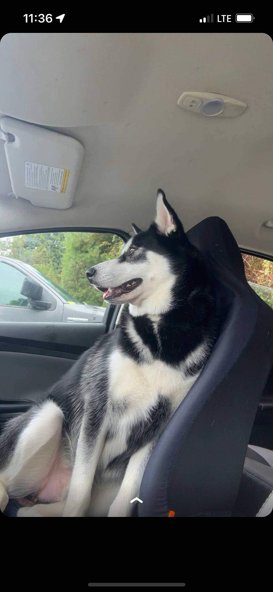 Zues is registered to the contest to win money with this photo: auto_part, automotive_design, automotive_exterior, automotive_lighting, automotive_mirror, car, carnivore, companion_dog, dog_breed, hood, mammal, motor_vehicle, rear_view_mirror, rim, snout, terrestrial_animal, vehicle, vehicle_door, whiskers, window