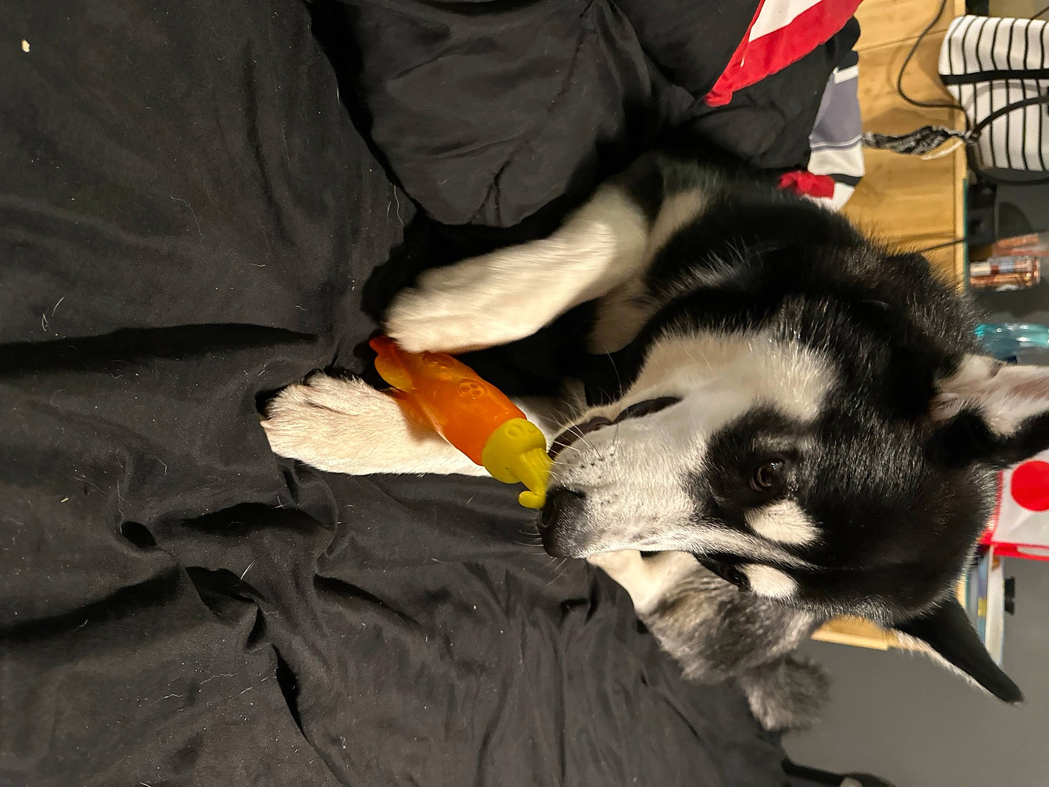 Zues is registered to the contest to win money with this photo: canidae, carnivore, chair, claw, comfort, companion_dog, dog, dog_breed, felidae, flooring, fur, possum, small_to_medium_sized_cats, snout, sporting_group, tail, wood_burning_stove