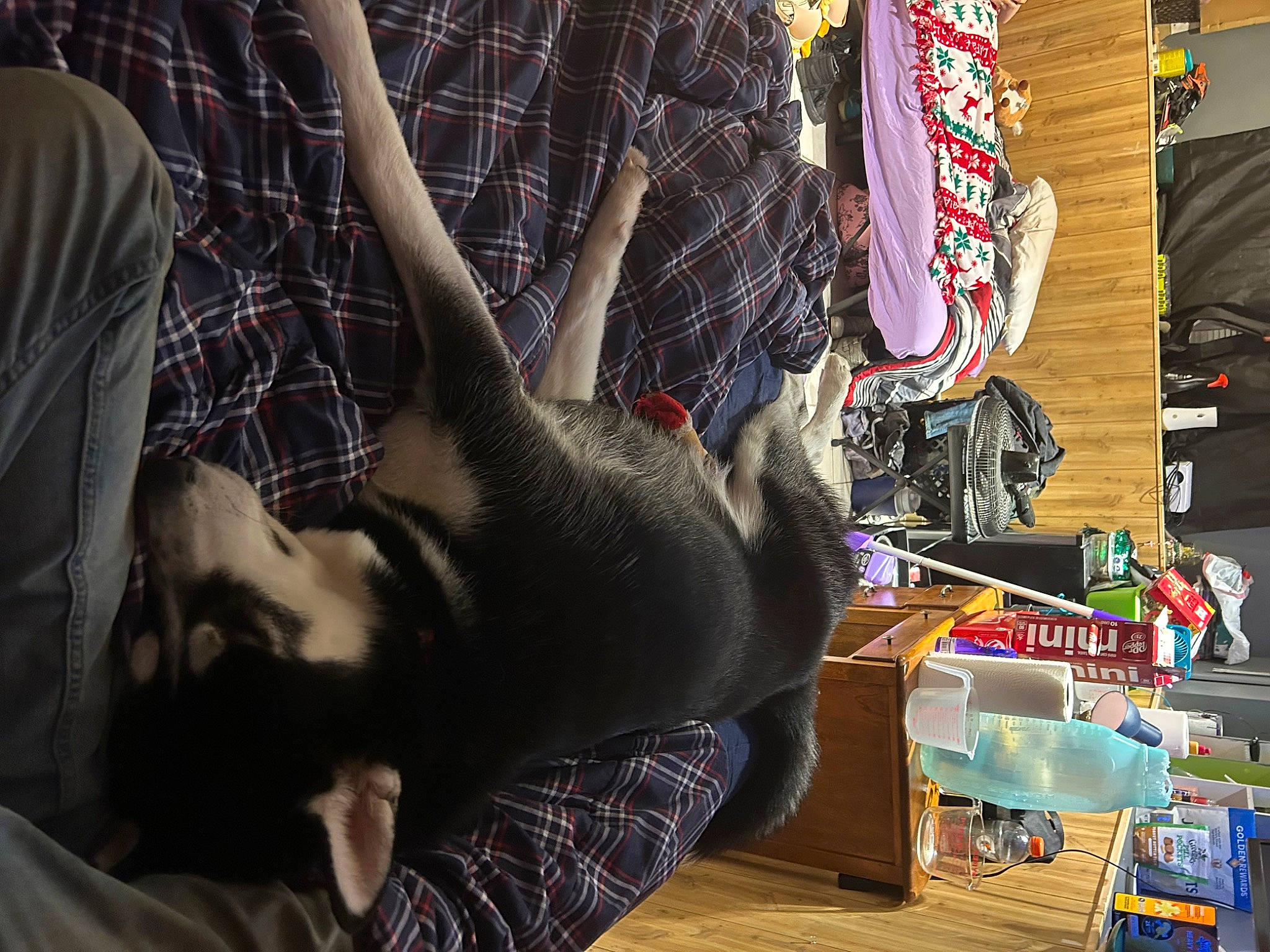 Zues is registered to the contest to win money with this photo: canidae, carnivore, city, companion_dog, dog, dog_breed, eyewear, fawn, felidae, fur, human_leg, pattern, plaid, retail, sitting, sporting_group, street, tartan