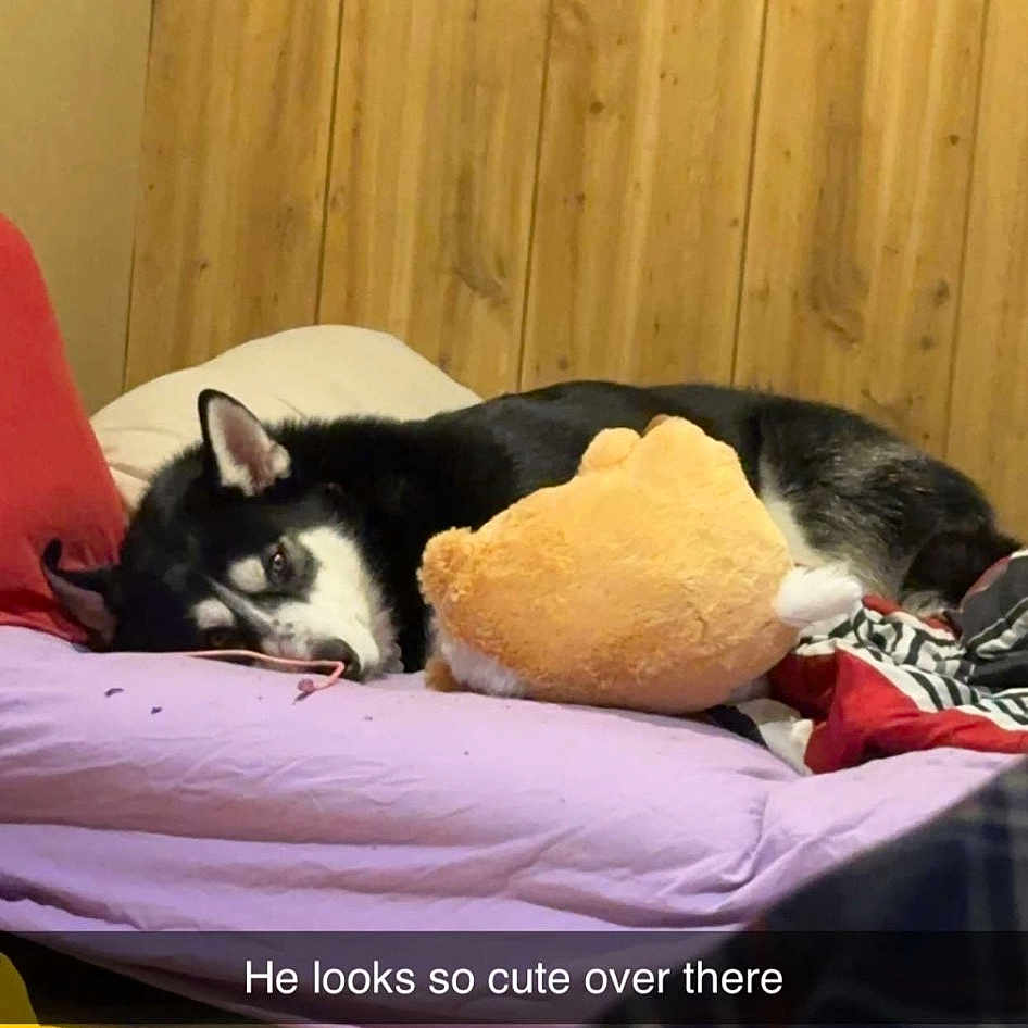 Zues joined the competition — help win amazing prizes! bed, bedding, bedroom, canidae, carnivore, cat, cat_supply, comfort, companion_dog, dog_breed, felidae, fur, hardwood, linens, nap, room, small_to_medium_sized_cats, sporting_group, whiskers, yellow