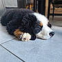 Azur a rejoint le concours — aidez-le/la à gagner de superbes lots ! puppy, bernese_mountain_dog, dog, sleeping, indoor, floor, tile, paw, black_fur, white_fur, brown_fur, resting, cute, pet, animal, fur, closeup, cozy, home, relaxation