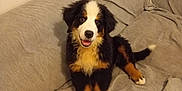 Azur a rejoint le concours — aidez-le/la à gagner de superbes lots ! dog, puppy, bernese_mountain_dog, couch, indoor, smiling, pet, fur, black, brown, white, animal, sitting, cute, happy, face, canine, domestic_animal, living_room, furniture