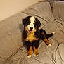 dog, puppy, bernese_mountain_dog, couch, indoor, smiling, pet, fur, black, brown, white, animal, sitting, cute, happy, face, canine, domestic_animal, living_room, furniture