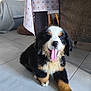 Azur participe au concours pour gagner de l'argent avec cette photo : bernese_mountain_dog, puppy, dog, indoor, floor, yawning, smiling, black, white, brown, fur, tile_floor, table, tablecloth, chair, furniture, pet, canine, young_dog, cute