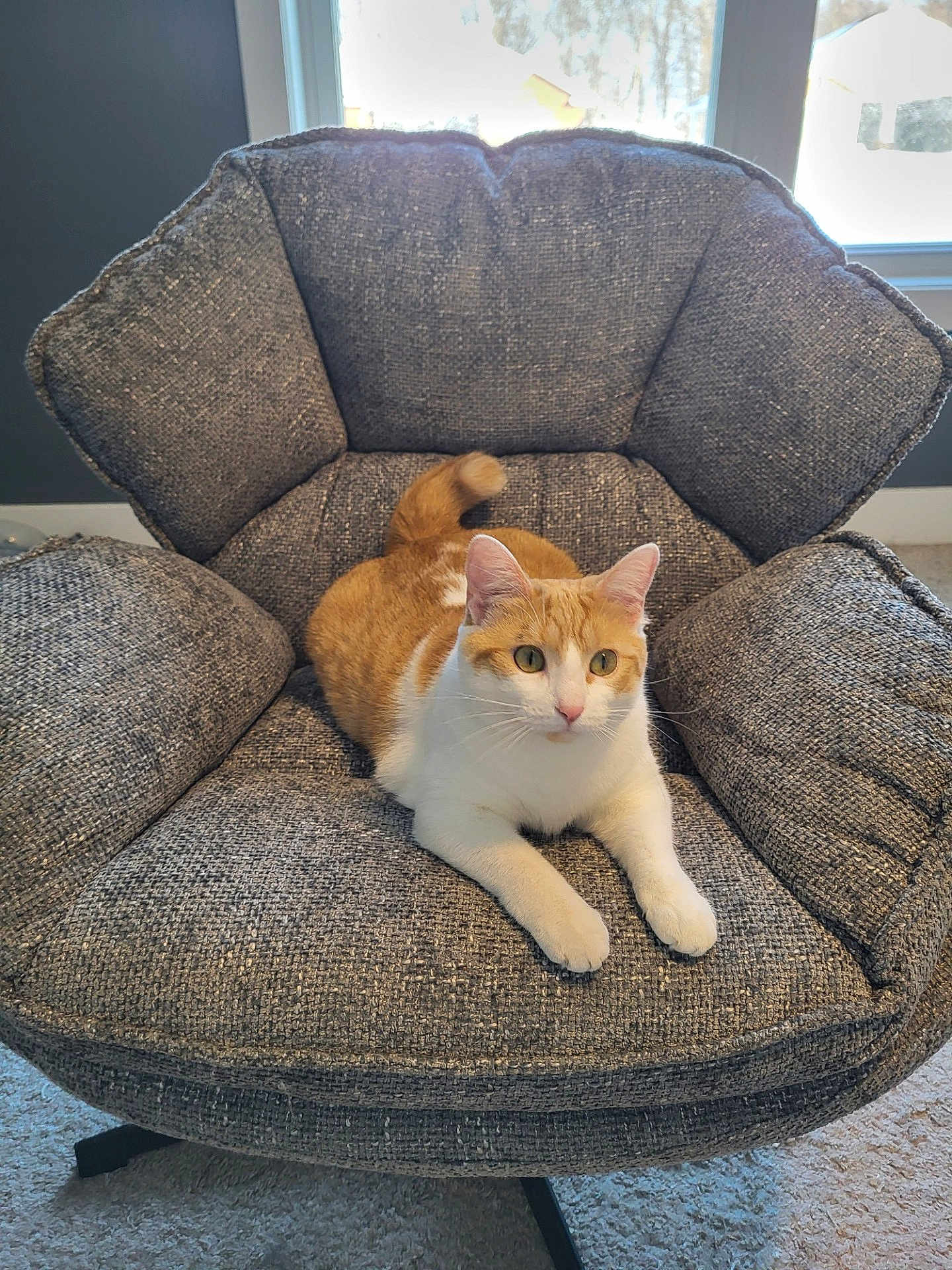 Ember joined the competition — help win amazing prizes! cat, orange_cat, white_cat, armchair, furniture, indoor, pet, animal, cozy, relaxed, window, carpet, home, cute, fur, whiskers, paws, tail, domestic_cat, seated