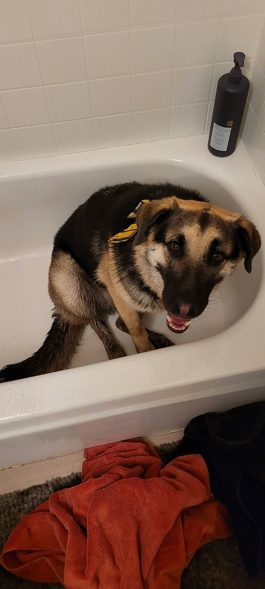 Mazikeen is registered to the contest to win money with this photo: bathtub, boat, canidae, carnivore, collar, comfort, companion_dog, dog, dog_breed, dog_supply, door, fawn, fur, paw, pet_supply, rectangle, snout, sporting_group, working_animal, working_dog