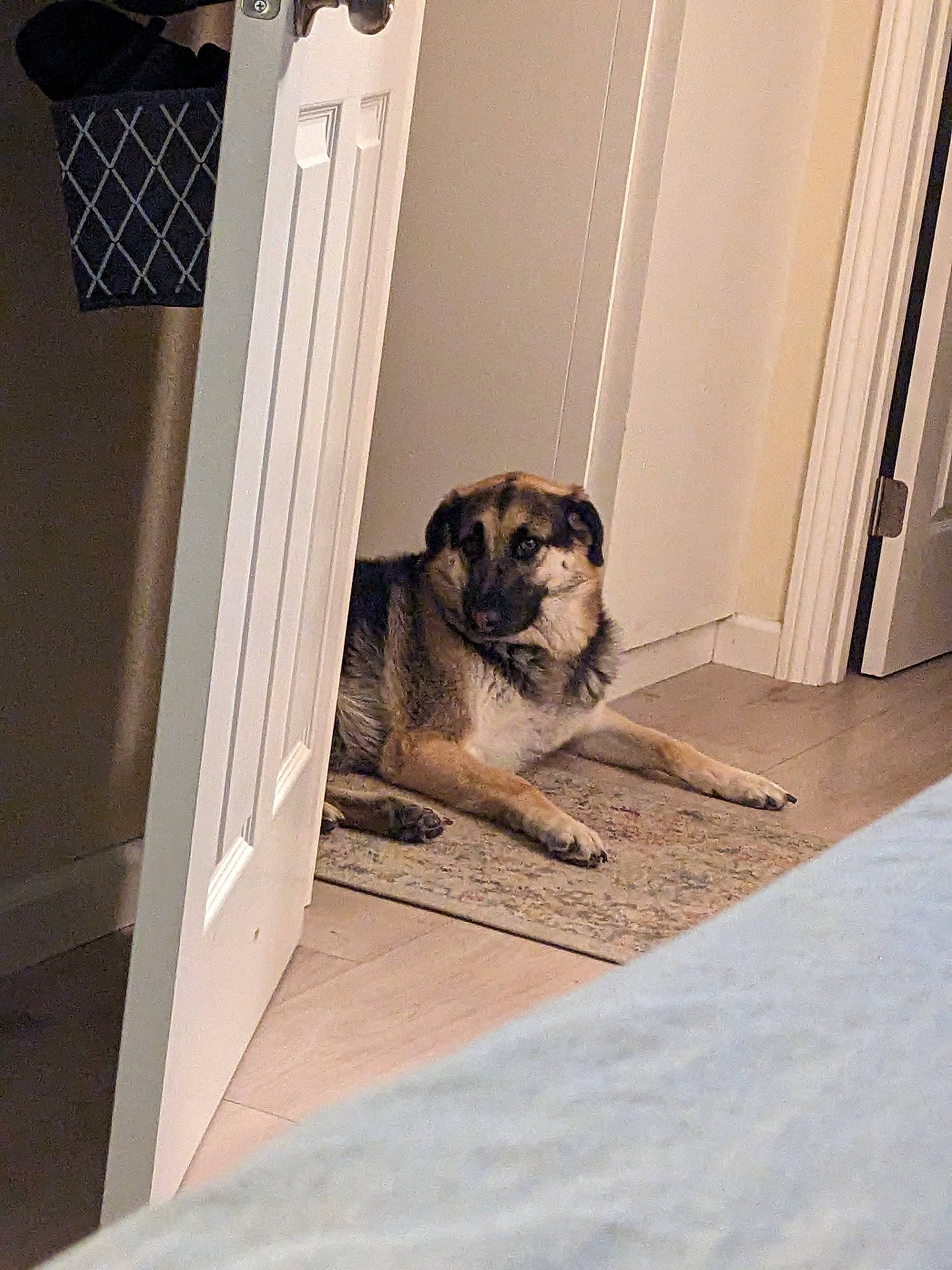 Mazikeen joined the competition — help win amazing prizes! canidae, carnivore, companion_dog, dog, dog_breed, door, fawn, floor, flooring, fur, hardwood, home_door, house, molding, room, snout, sporting_group, tints_and_shades, wood, working_animal