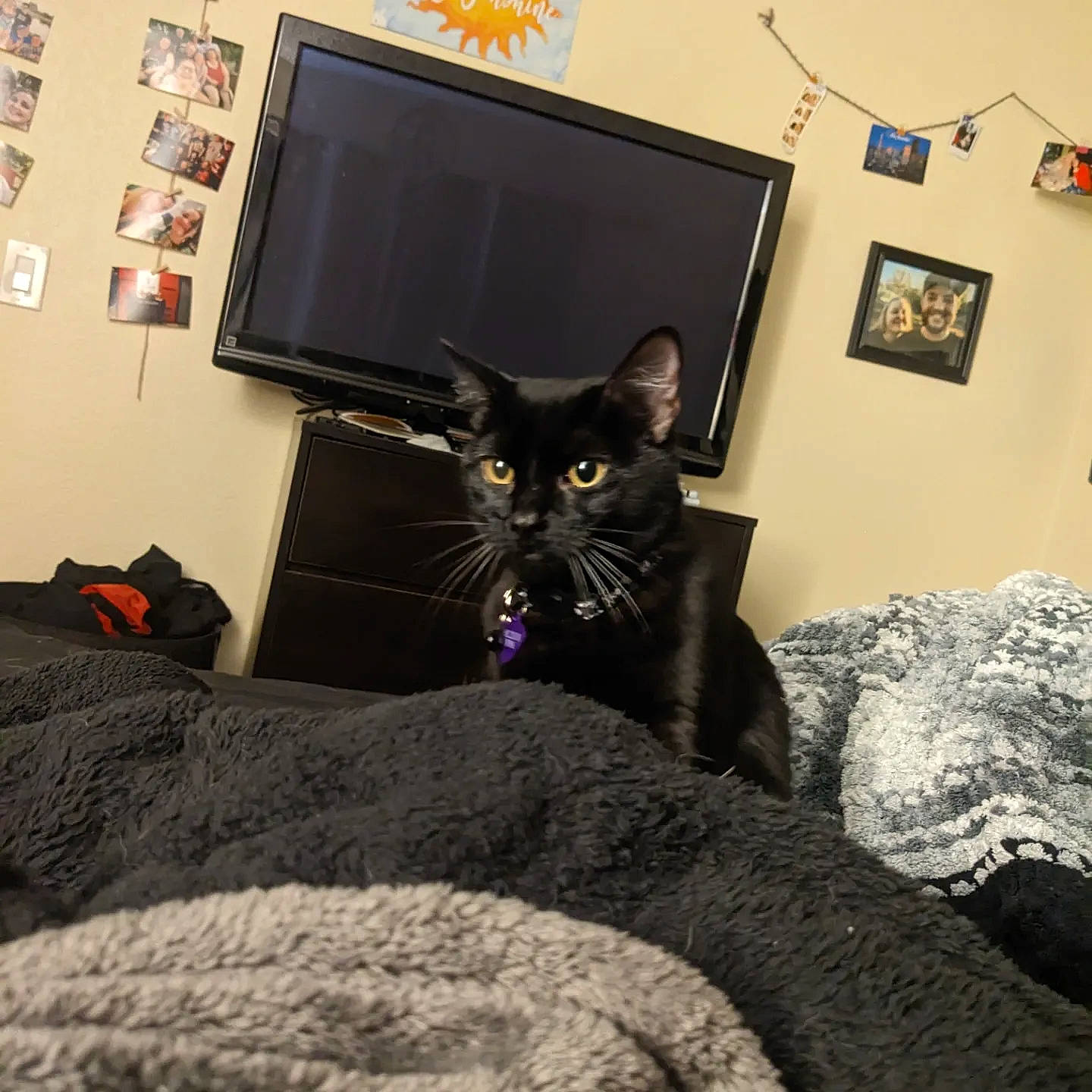 Beelzebub joined the competition — help win amazing prizes! bed, black_cat, carnivore, cat, comfort, domestic_short_haired_cat, door, felidae, grey, house, interior_design, linens, living_room, picture_frame, purple, room, small_to_medium_sized_cats, snout, tail, whiskers