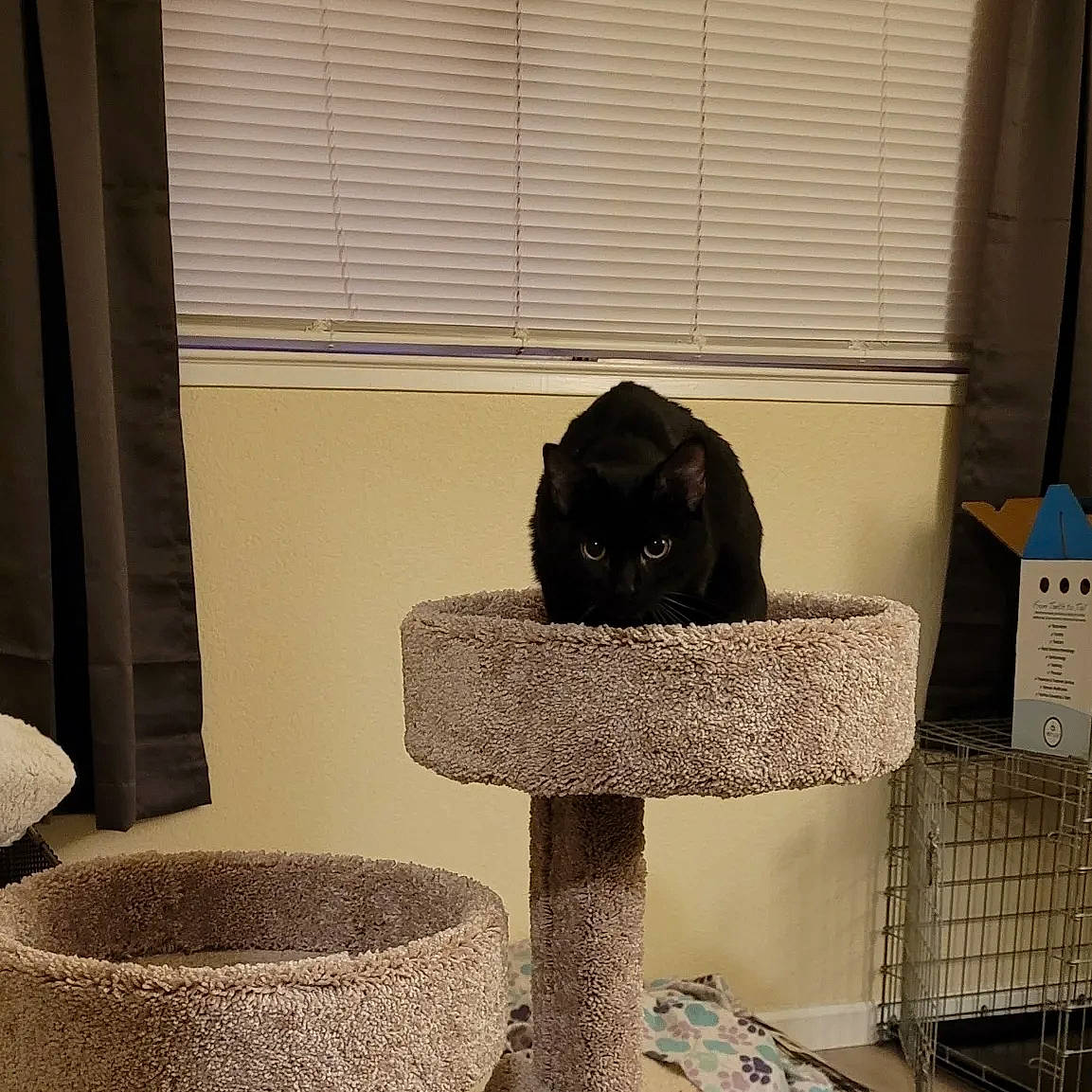 Beelzebub joined the competition — help win amazing prizes! carnivore, cat_supply, comfort, dog, felidae, flooring, hat, pet_supply, rectangle, room, shade, small_to_medium_sized_cats, table, tail, tints_and_shades, window, window_blind, window_covering, window_treatment, wood