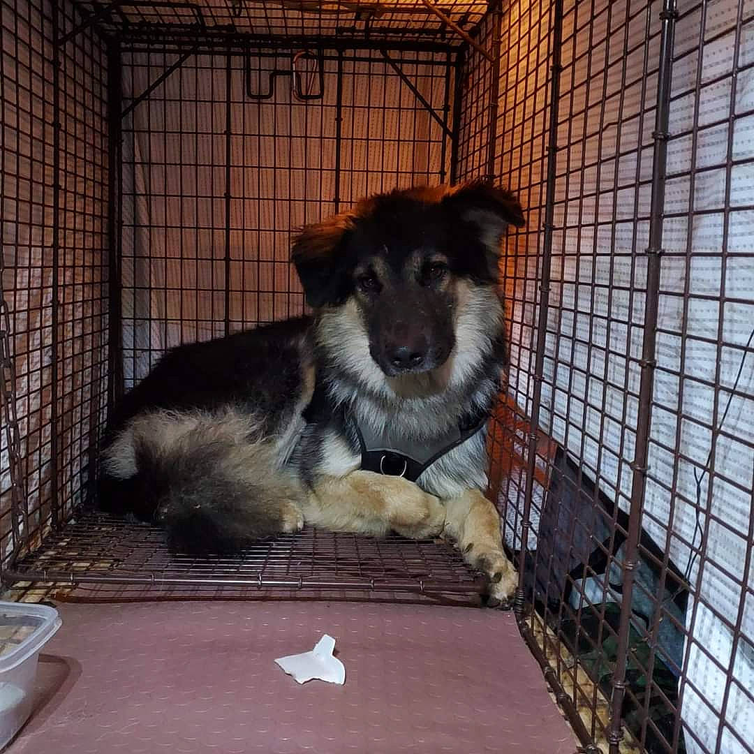 Sirius joined the competition — help win amazing prizes! animal_shelter, building, cage, carnivore, companion_dog, dog, dog_breed, dog_crate, dog_supply, fawn, fur, gas, kennel, laptop, mesh, pet_supply, service, snout, terrestrial_animal, whiskers