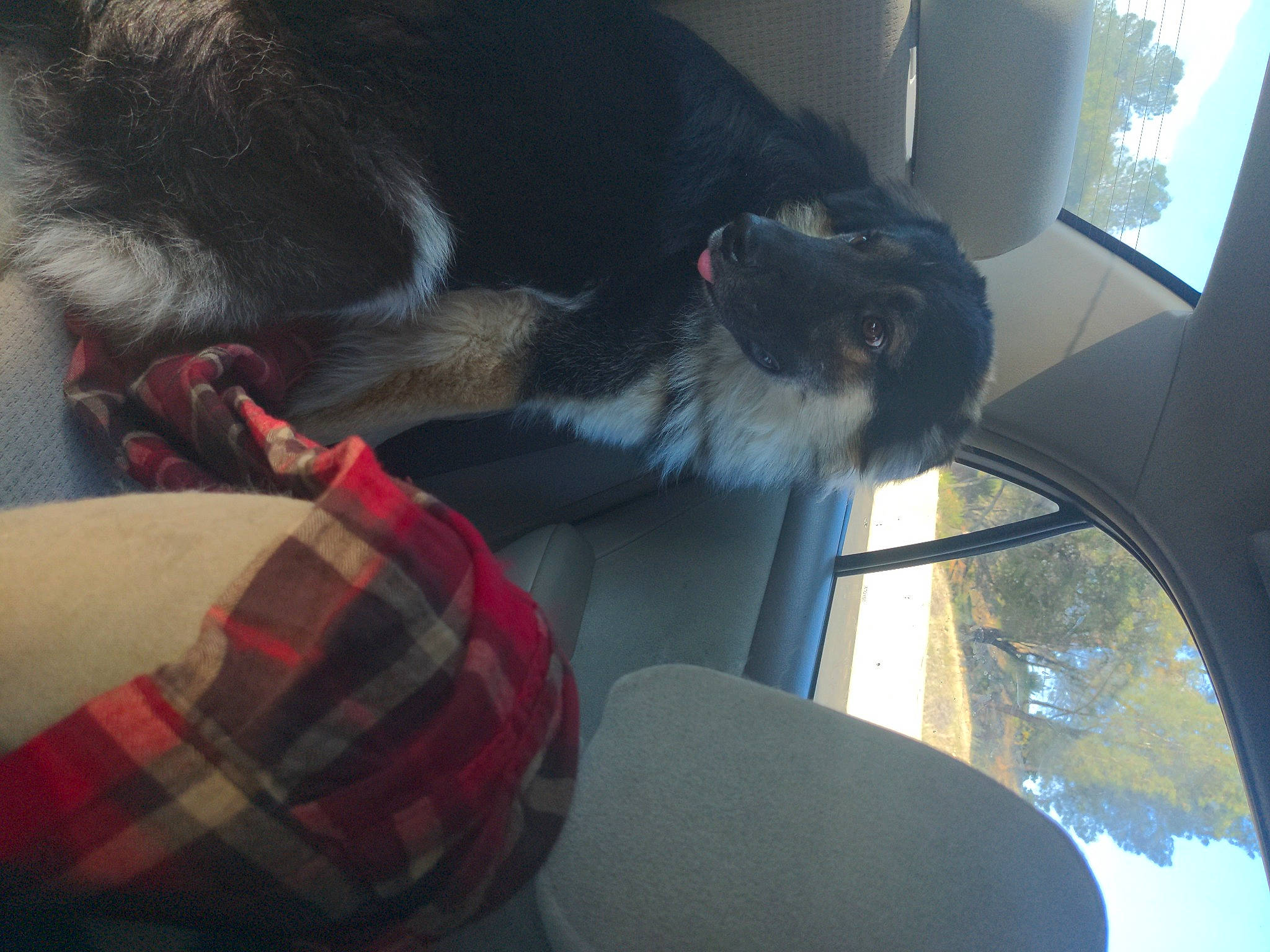 Sirius joined the competition — help win amazing prizes! automotive_window_part, canidae, carnivore, comfort, companion_dog, dog_breed, felidae, fur, human_leg, plaid, small_to_medium_sized_cats, snout, sporting_group, tail, tartan, tints_and_shades, vehicle, vehicle_door, whiskers, window