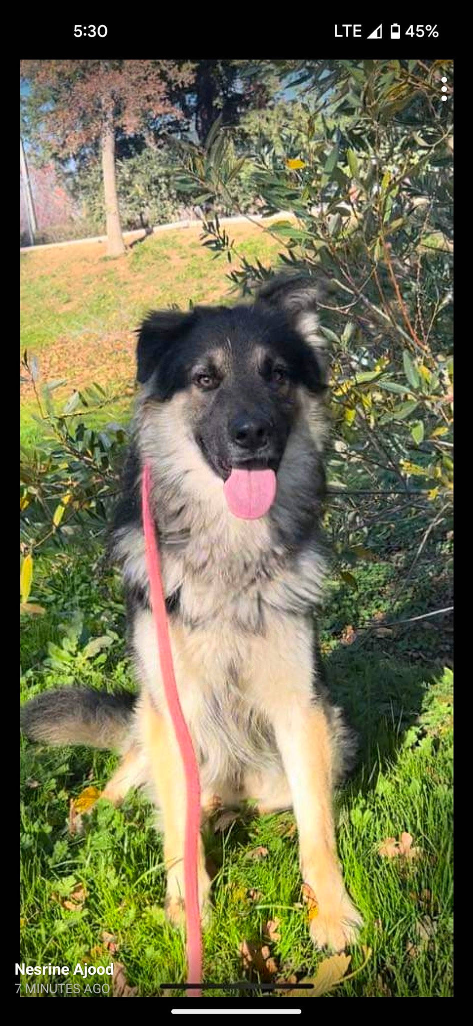 Sirius is registered to the contest to win money with this photo: canidae, carnivore, companion_dog, dog, dog_breed, grass, pet_supply, plant, sporting_group, working_dog