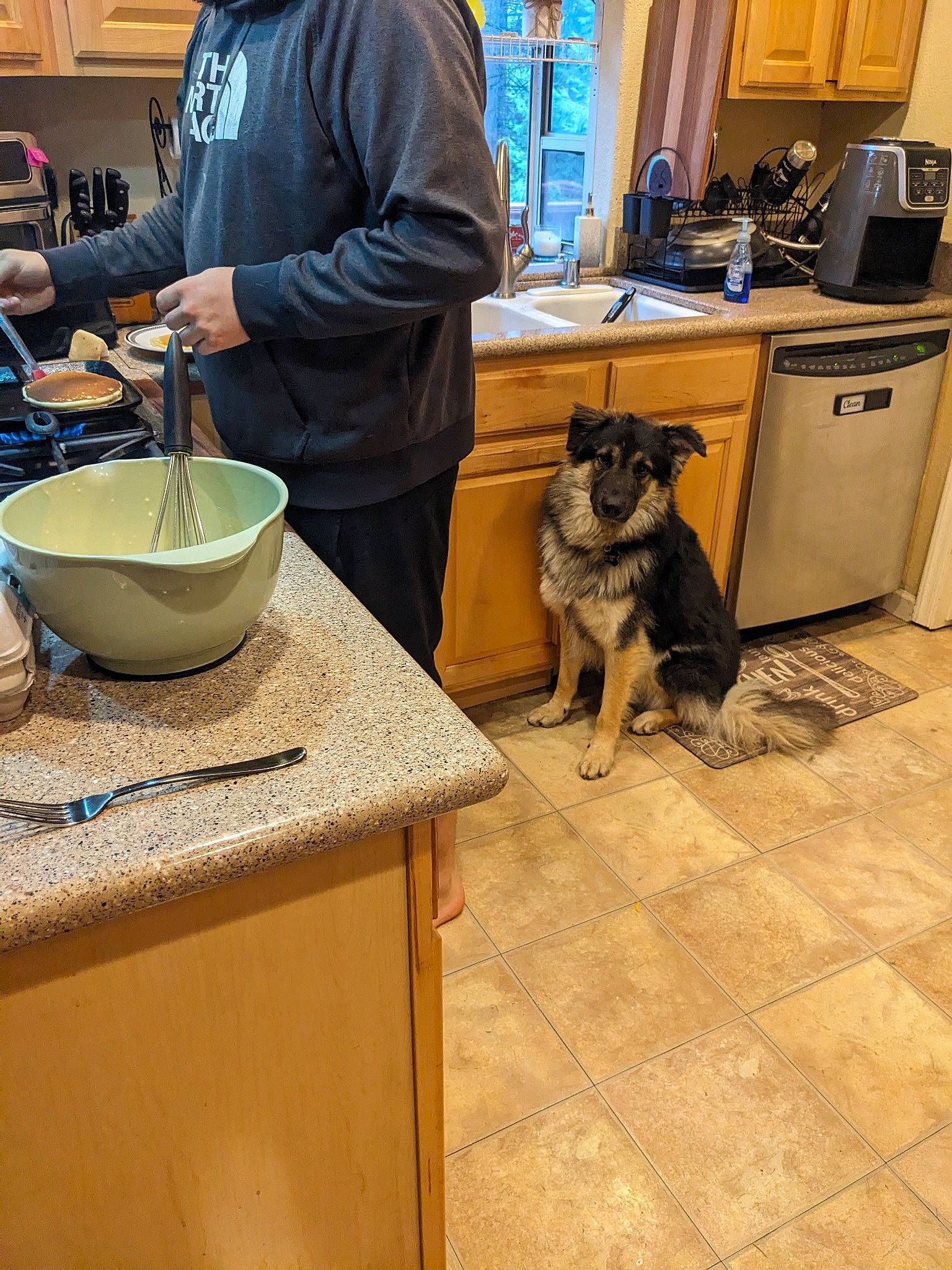 Sirius is registered to the contest to win money with this photo: canidae, carnivore, companion_dog, cooking, cookware_and_bakeware, dishware, dog, dog_breed, fawn, flooring, hardwood, kitchen, mixing_bowl, pottery, room, serveware, sporting_group, table, tableware, wood
