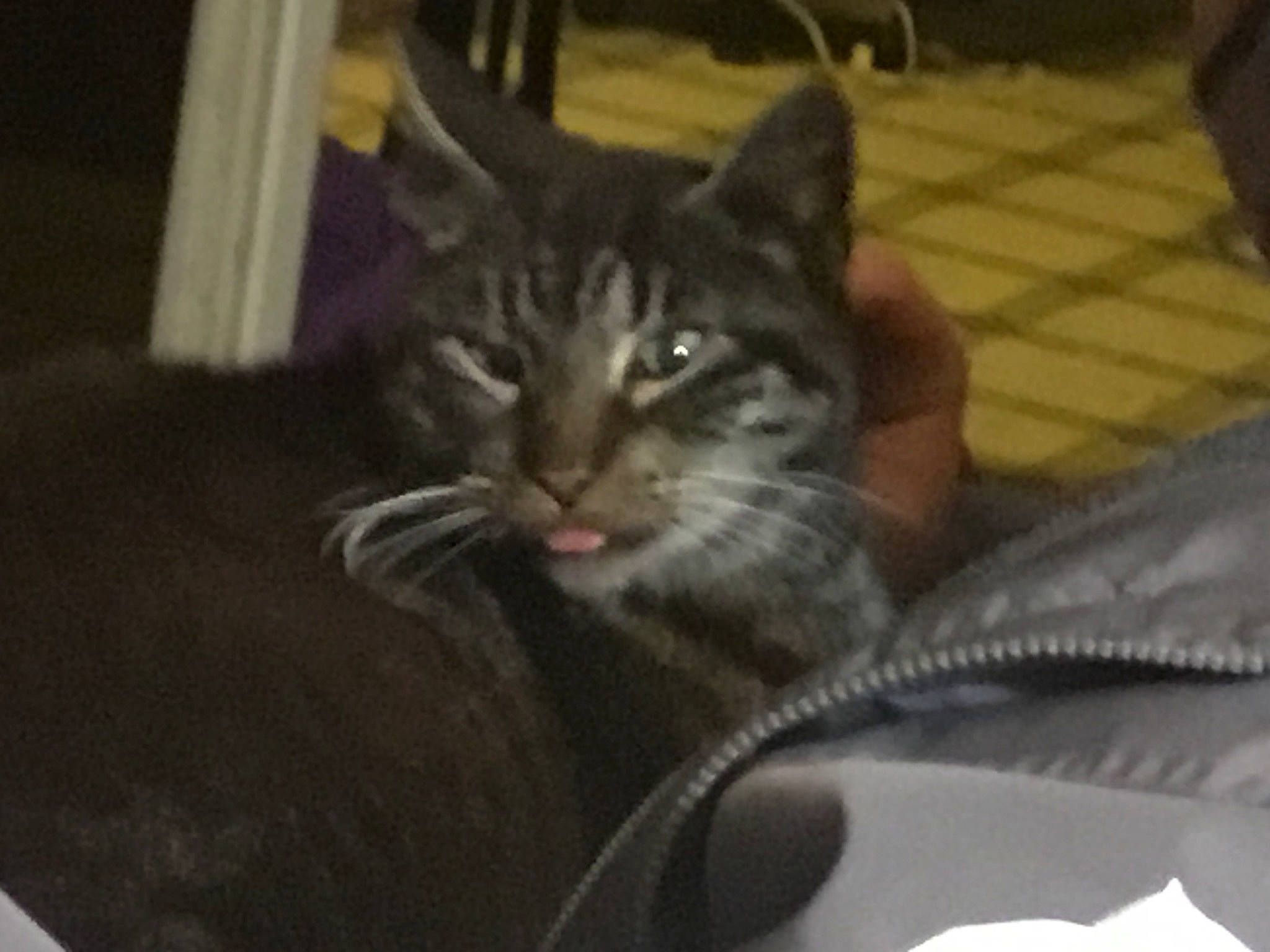 Lino joined the competition — help win amazing prizes! american_shorthair, asian, carnivore, cat, domestic_short_haired_cat, dragon_li, european_shorthair, felidae, kitten, mammal, small_to_medium_sized_cats, snout, tabby_cat, whiskers