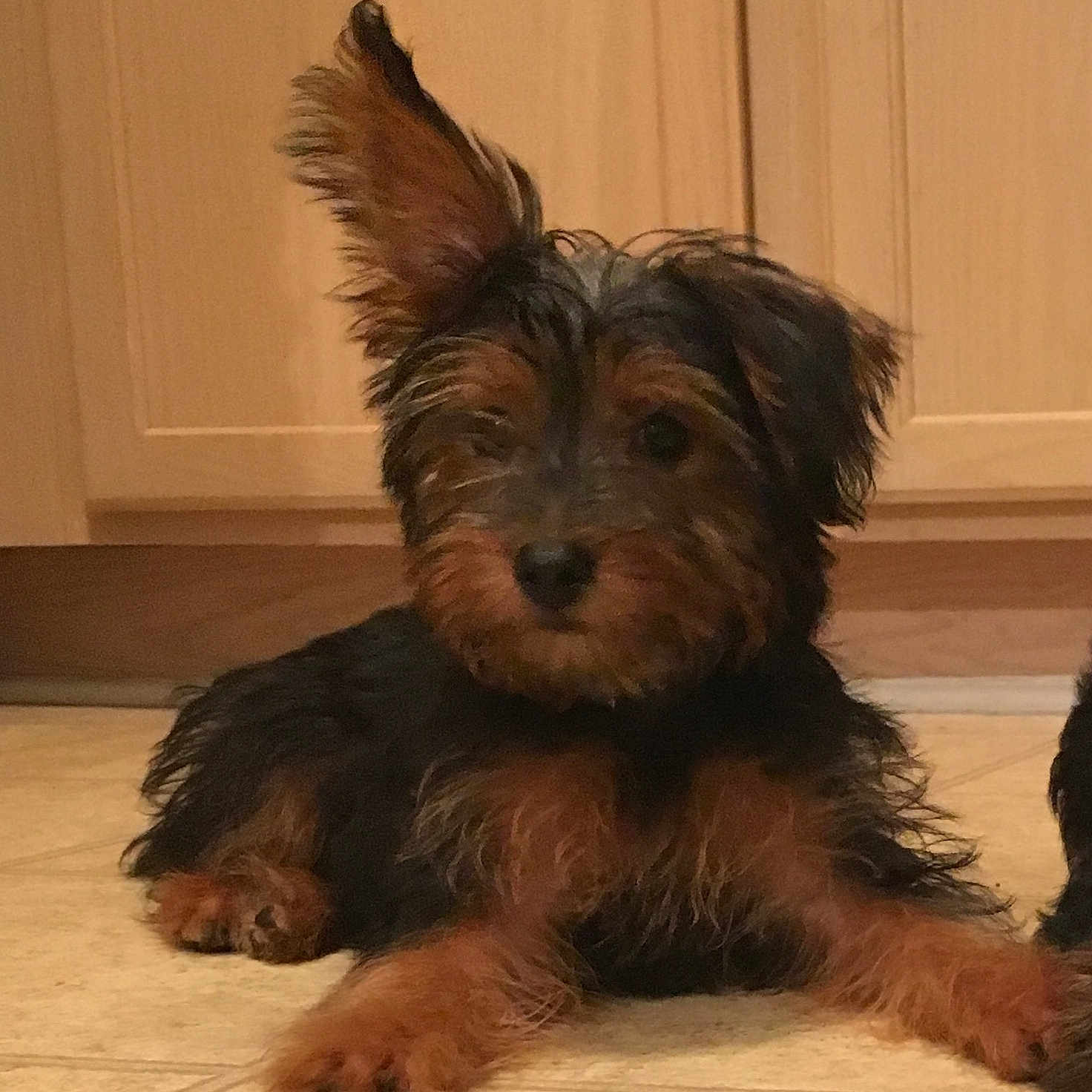 Bank$ is registered to the contest to win money with this photo: australian_silky_terrier, australian_terrier, biewer_terrier, carnivoran, companion_dog, dog, dog_breed, dog_breed_group, dog_like_mammal, morkie, puppy, schnoodle, small_terrier, snout, sporting_lucas_terrier, terrier, toy_dog, vertebrate, vulnerable_native_breeds, yorkshire_terrier