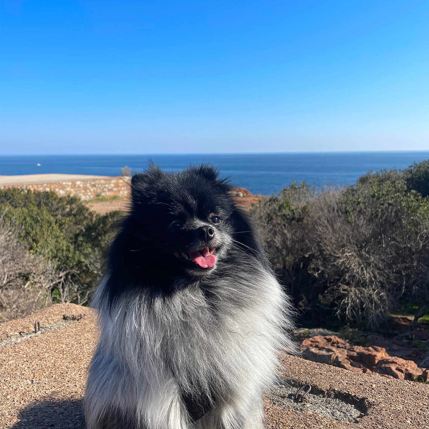 Doudy a rejoint le concours — aidez-le/la à gagner de superbes lots ! dog, pomeranian, animal, outdoor, nature, sea, sky, sunny, rock, happy, fluffy, pet, smiling, landscape, blue_sky, coast, shrub, daylight, canine, tongue_out