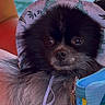 dog, black_dog, fluffy, hat, sun_hat, dinosaur_pattern, pet, close_up, outdoor, water, ocean, beach, relaxing, colorful_bag, summer, vacation, cute, portrait, animal, companion