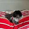 Doudy a rejoint le concours — aidez-le/la à gagner de superbes lots ! dog, pomeranian, pet, bed, bedding, striped, red, white, gray, fluffy, indoor, cute, animal, small_dog, fur, lying_down, relaxed, canine, domestic_animal, companion