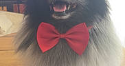 Doudy participe au concours pour gagner de l'argent avec cette photo : dog, pomeranian, fluffy, bow_tie, table, indoor, pet, smiling, happy, black_fur, gray_fur, wooden_table, domestic, canine, tongue_out, cute, portrait, companion, furniture, living_room