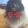 dog, pomeranian, fluffy, bow_tie, table, indoor, pet, smiling, happy, black_fur, gray_fur, wooden_table, domestic, canine, tongue_out, cute, portrait, companion, furniture, living_room