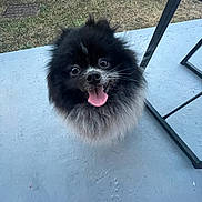 Doudy a rejoint le concours — aidez-le/la à gagner de superbes lots ! dog, pomeranian, fluffy, black_dog, gray_fur, happy, tongue_out, wide_eyes, pet, animal, outdoor, concrete_floor, metal_furniture, grass, small_dog, cute, smiling, looking_up, canine, companion