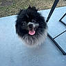 dog, pomeranian, fluffy, black_dog, gray_fur, happy, tongue_out, wide_eyes, pet, animal, outdoor, concrete_floor, metal_furniture, grass, small_dog, cute, smiling, looking_up, canine, companion