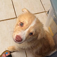 Peanut Butter joined the competition — help win amazing prizes! puppy, dog, pet, indoor, floor, tile, looking_up, cute, fluffy, brown, white, paw, person, feet, sandals, pajamas, cozy, domestic, companion, young